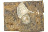 Fossil Ginkgo Leaf From North Dakota - Paleocene #238832-1